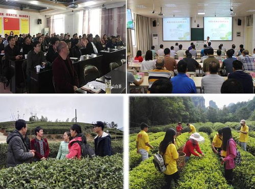 科技賦能茶香飄 安溪茶學院茶學系教工黨支部打造產業振興示范網，